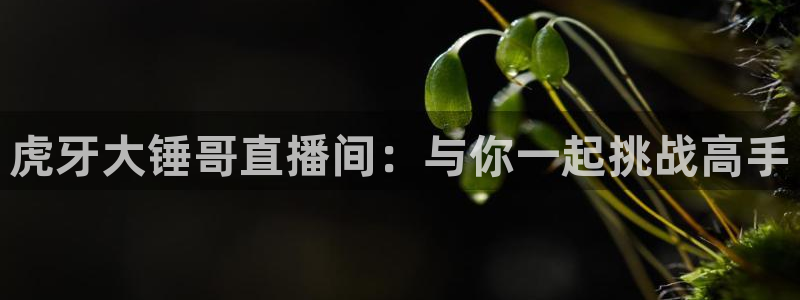 919体育：虎牙大锤哥直播间：与你一起挑战高手